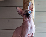 Кошки в Лобне: Котята канадского сфинкса  Мальчик, Бесплатно - фото 8