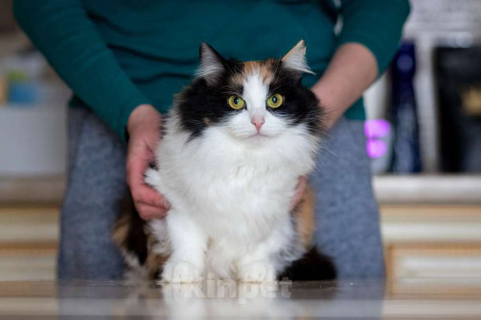 Кошки в Калуге: Трехцветная кошка в добрые руки Девочка, Бесплатно - фото 1