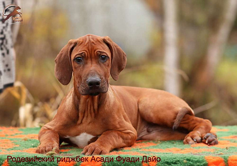Щенок родезийского риджбека. Мальчик.