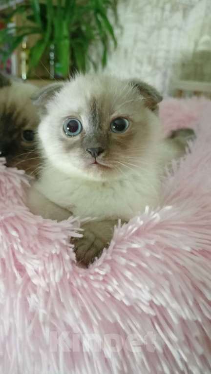 Кошки в Мурманске: манчкин Тема Мальчик, Бесплатно - фото 1