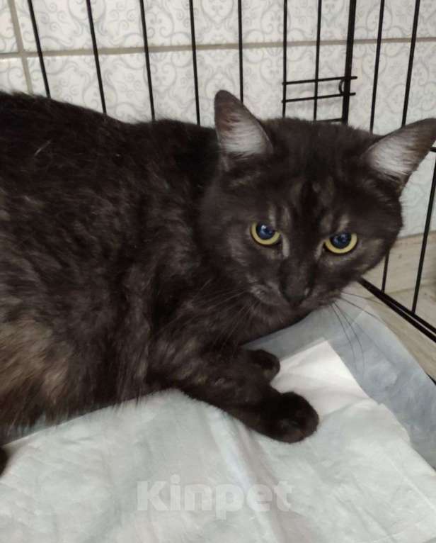 Кошки в Москве: Вилли грустит в клеточке. Ему очень нужен дом! Мальчик, Бесплатно - фото 2