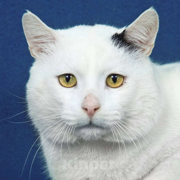 Кошки в Москве: Я уже достаточно поскитался. Хочу быть счастливым. Мальчик, Бесплатно - фото 4