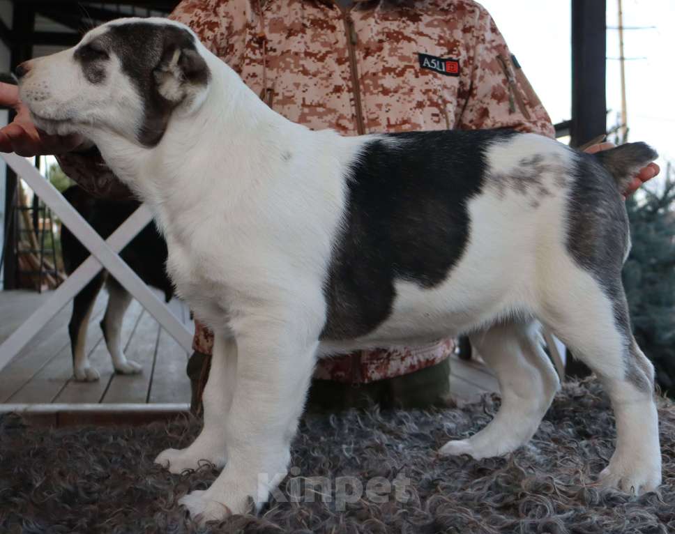 Собаки в Краснодаре: Щенок САО Мальчик, 40 000 руб. - фото 1