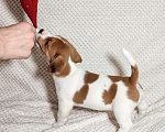 Собаки в Москве: Девочка Джек Рассел терьера Девочка, 35 000 руб. - фото 4