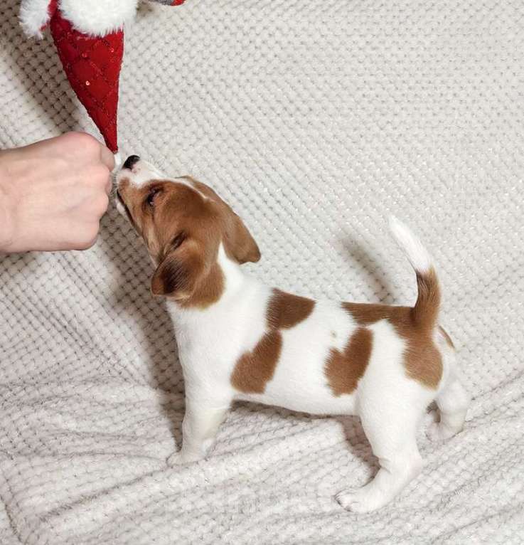 Собаки в Москве: Девочка Джек Рассел терьера Девочка, 35 000 руб. - фото 4