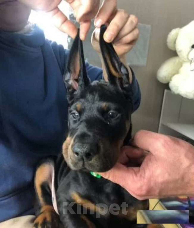 Собаки в Ростове-на-Дону: Щенки добермана  Девочка, 50 000 руб. - фото 2