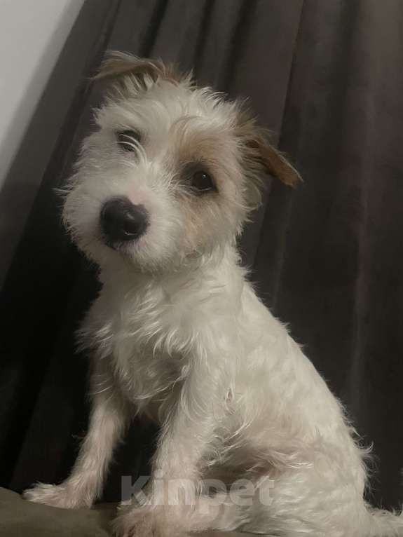 Собаки в Воронеже: Пропала собака! Воронеж Мальчик, 10 000 руб. - фото 6