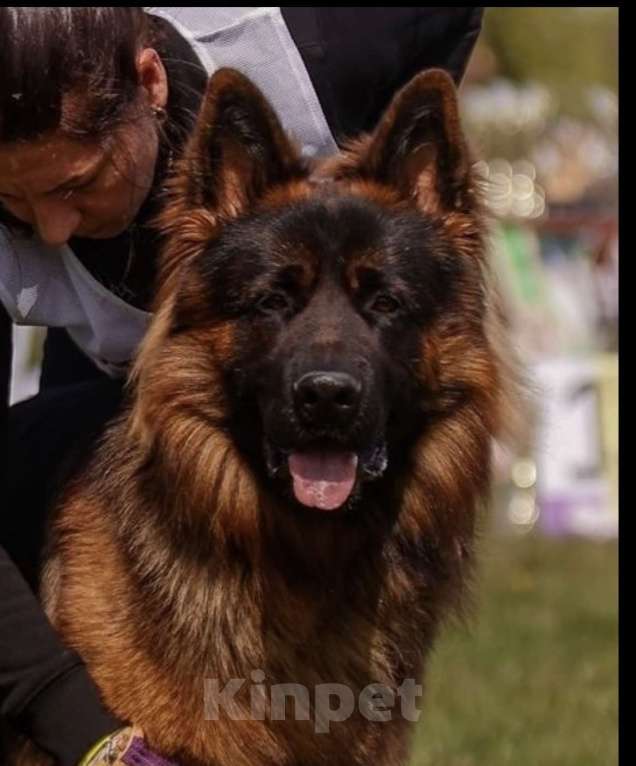 Собаки в Балашихе: шикарные щенки немецкой овчарки (д/ш) Мальчик, 70 000 руб. - фото 2