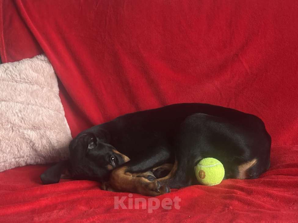 Собаки в Воронеже: Доберман Ева Девочка, 45 000 руб. - фото 5