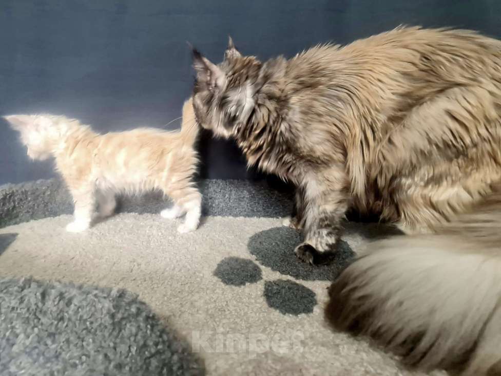 Кошки в других городах Ярославской области: Мейн кун мальчик Мальчик, Бесплатно - фото 7