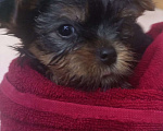 Собаки в Москве: Продаю щенка Мальчик, 45 000 руб. - фото 1