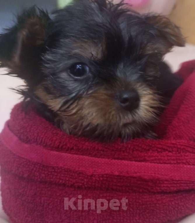 Собаки в Москве: Продаю щенка Мальчик, 45 000 руб. - фото 1