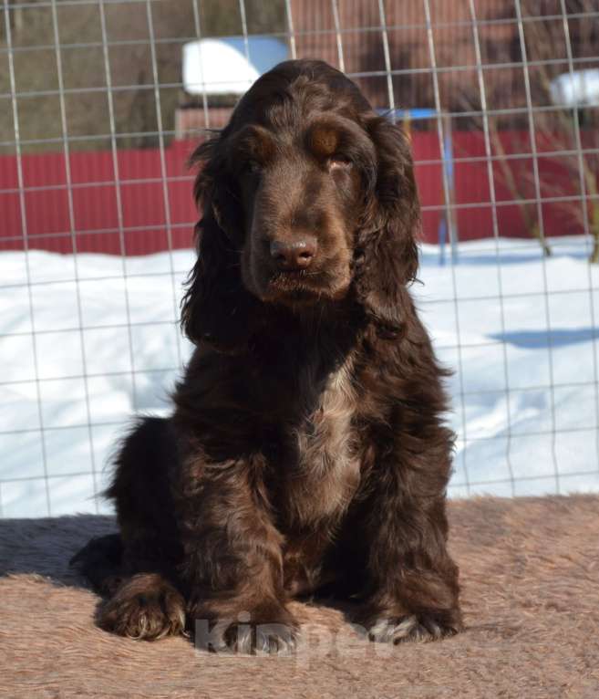 Собаки в Зеленограде: Английский кокер спаниель щенок Мальчик, 50 000 руб. - фото 1