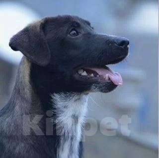 Собаки в Москве: Крош Мальчик, Бесплатно - фото 2