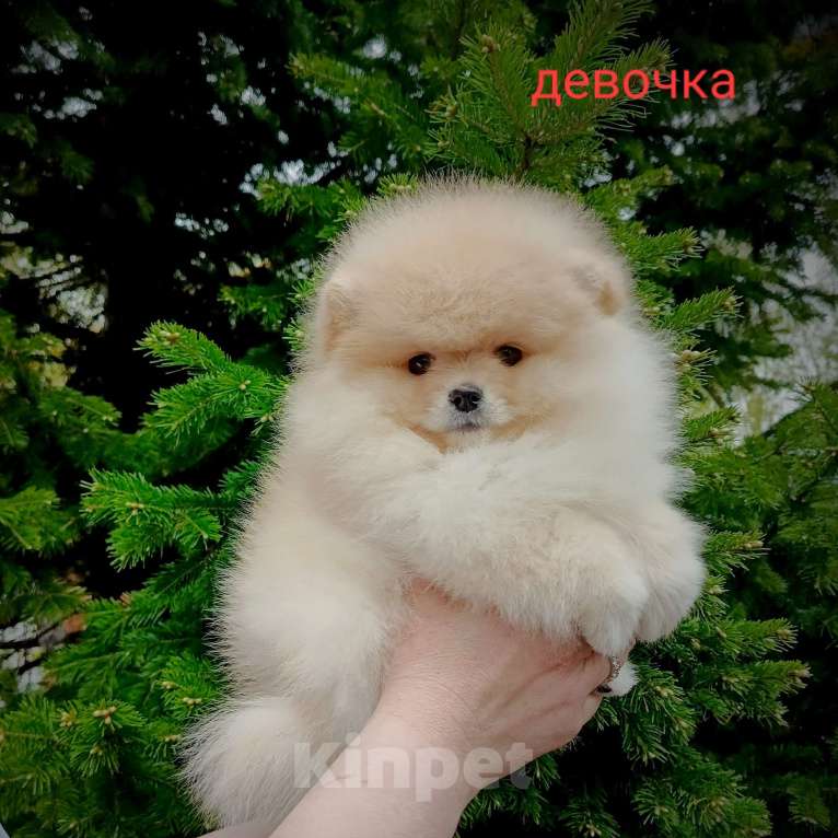 Собаки в Кемерово: Шпиц щенки Разнополые, Бесплатно - фото 7