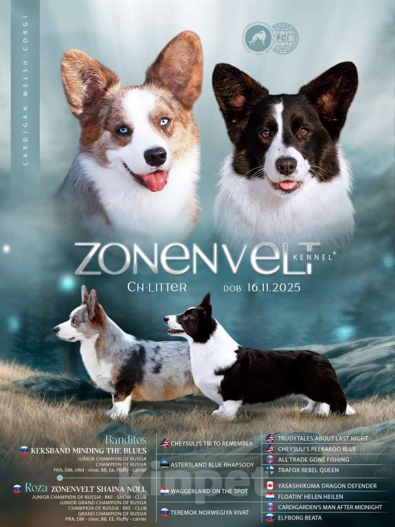 Собаки в других городах Ленинградской области: Триколорный мальчик вельш корги кардиган  Мальчик, 60 000 руб. - фото 3