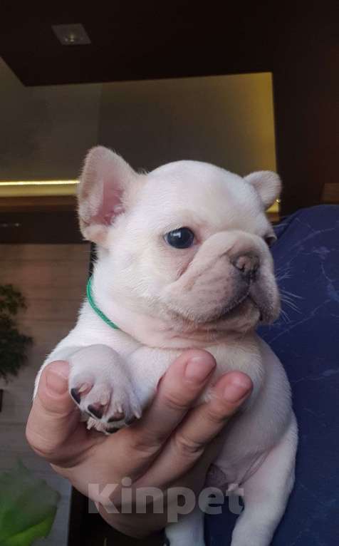 Собаки в Москве: Мальчик голубой под кремом. Мальчик, 60 000 руб. - фото 1