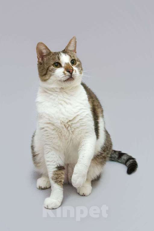 Кошки в Москве: Котик Барсик ищет доброе сердце. Мальчик, Бесплатно - фото 4