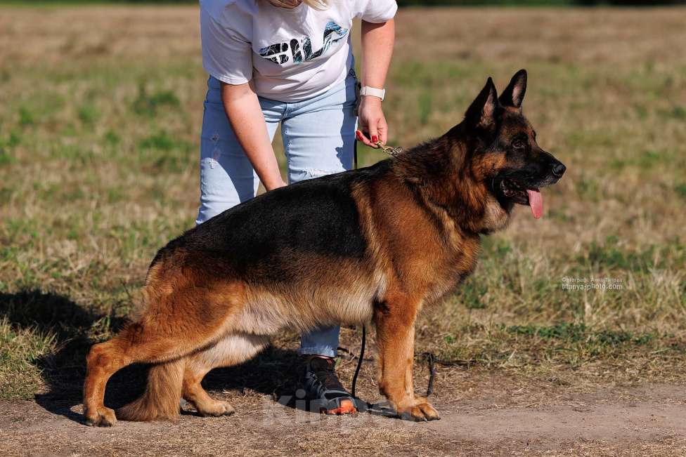 Собаки в Балашихе: Вязка. Немецкая овчарка Мальчик, Бесплатно - фото 2