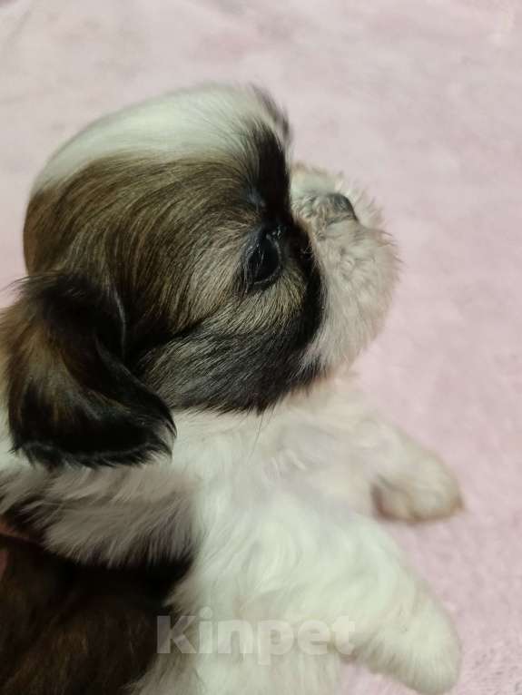 Собаки в Железногорске: Щенки ши-тцу Мальчик, 60 000 руб. - фото 3