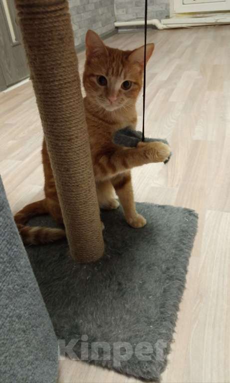 Кошки в Самаре:  Отдам в добрые руки Девочка, Бесплатно - фото 1