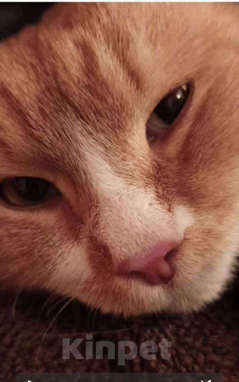 Кошки в Москве: Солнечный котик в добрые руки  Мальчик, Бесплатно - фото 3