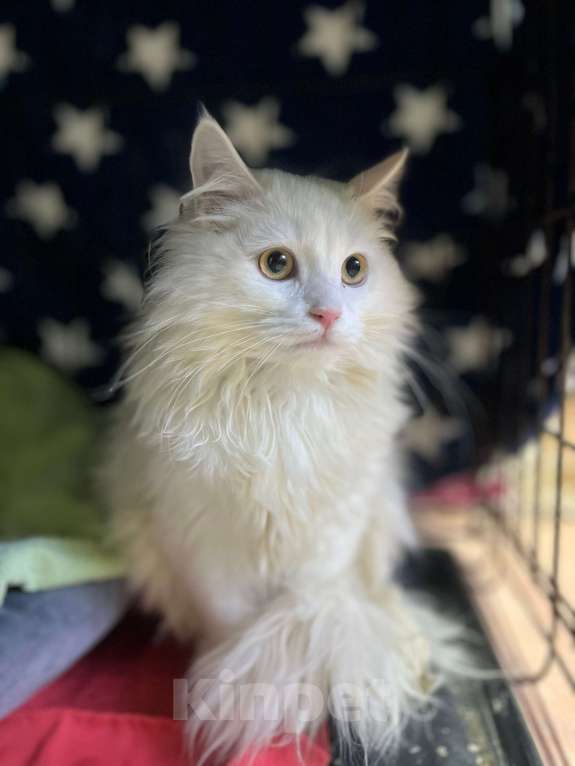 Кошки в Ногинске: Константин Первый среди Мурчащих в ожидании лучщей семьи Мальчик, Бесплатно - фото 2