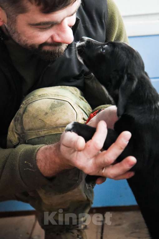 Собаки в Лосином-Петровском: Малышка метис спаниеля и лайки из ппбж Якутска Девочка, Бесплатно - фото 2