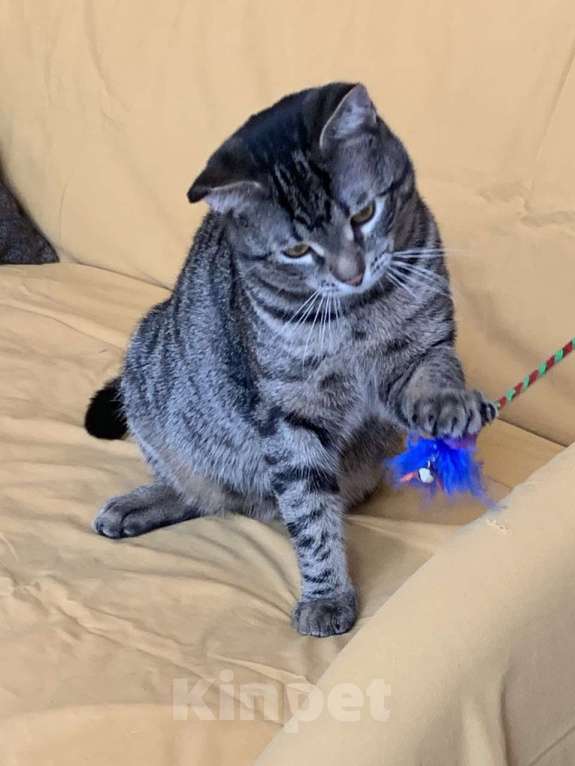 Кошки в Москве: юный котик Дениска ищет дом Мальчик, Бесплатно - фото 8