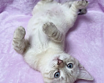 Кошки в Ижевске: котенок в добрые руки Мальчик, Бесплатно - фото 2