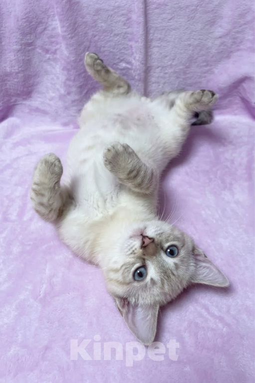 Кошки в Ижевске: котенок в добрые руки Мальчик, Бесплатно - фото 2