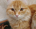 Кошки в Баймаке:  Потерялась кошка имя софа рыжего окраса Девочка, 150 руб. - фото 2