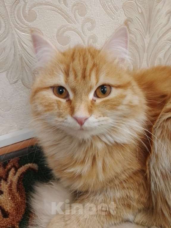 Кошки в Баймаке:  Потерялась кошка имя софа рыжего окраса Девочка, 150 руб. - фото 2