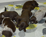 Собаки в Кореновске: Щенки породы курцхаар IZ dizerland Мальчик, 50 000 руб. - фото 2