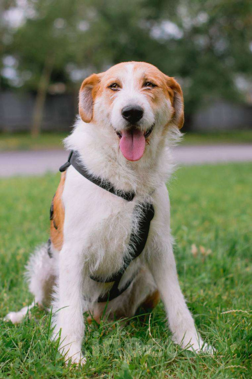 Собаки в Москве: Боб ищет семью  Мальчик, Бесплатно - фото 5