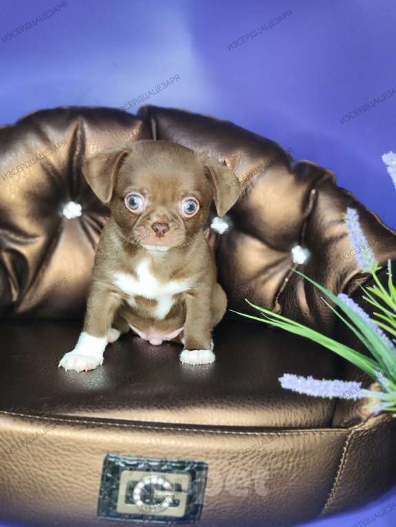 Собаки в Москве: Шоколадный мальчик Мальчик, 40 000 руб. - фото 3