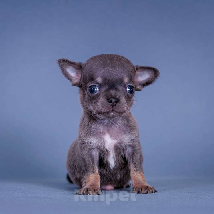 Собаки в Люберцах: Чихуахуа мини Мальчик, 75 000 руб. - фото 3