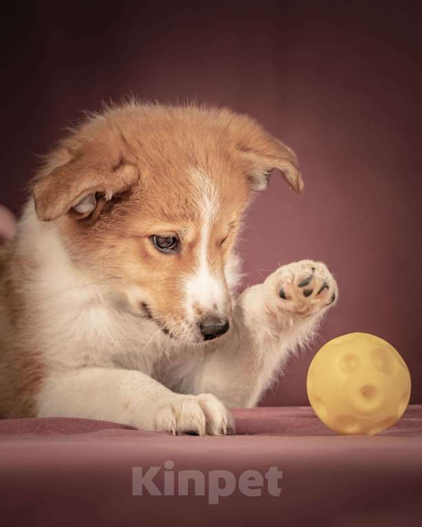 Собаки в Клине: Рейна — солнечная девочка с добрым сердцем, которая станет источником счастья для своей семьи Девочка, Бесплатно - фото 2