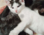 Кошки в Стерлитамаке: МЫШЕЛОВЫ КОТЯТА Мальчик, 1 руб. - фото 1