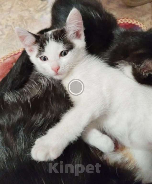 Кошки в Стерлитамаке: МЫШЕЛОВЫ КОТЯТА Мальчик, 1 руб. - фото 1