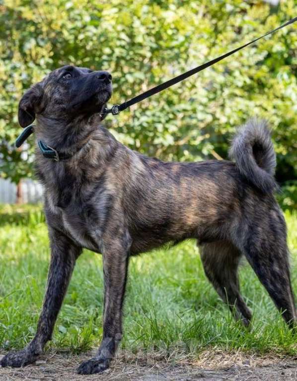 Собаки в Долгопрудном: Тигроша ищет дом Мальчик, Бесплатно - фото 6