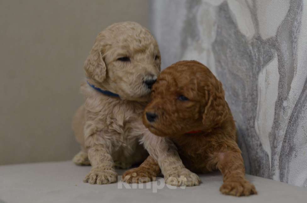 Собаки в Москве: Щенки королевского пуделя Девочка, 65 000 руб. - фото 3