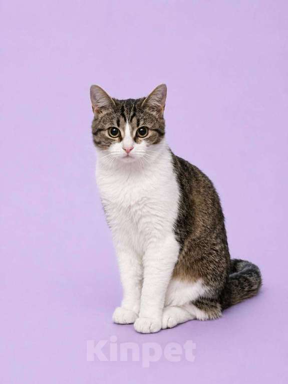 Кошки в Москве: Котенок Юкки в поисках семьи Девочка, Бесплатно - фото 2