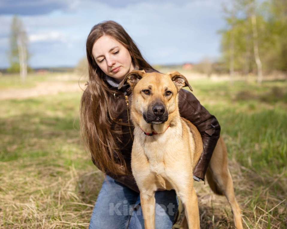 Собаки в Солнечногорске: Арамис - собака друг и компаньон Мальчик, Бесплатно - фото 1