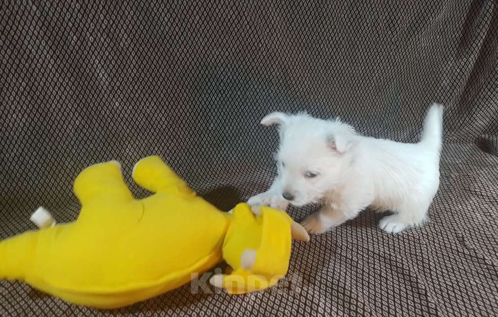 Собаки в Москве: Белоснежная девочка Девочка, 65 000 руб. - фото 3