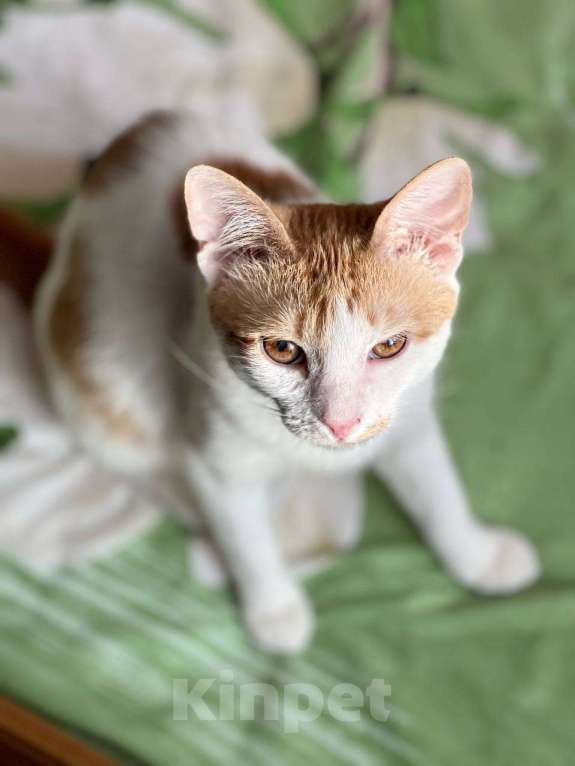 Кошки в Москве: Рыжий котенок СОфа в добрые руки Девочка, Бесплатно - фото 2