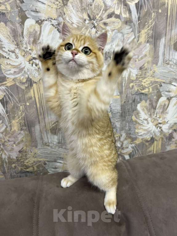 Кошки в Санкт-Петербурге: Британский котенок Мальчик, 45 000 руб. - фото 3