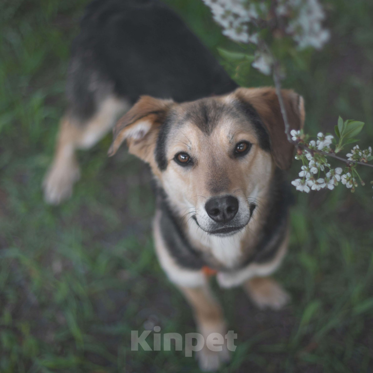 Собаки в Москве: Клевер Мальчик, Бесплатно - фото 4