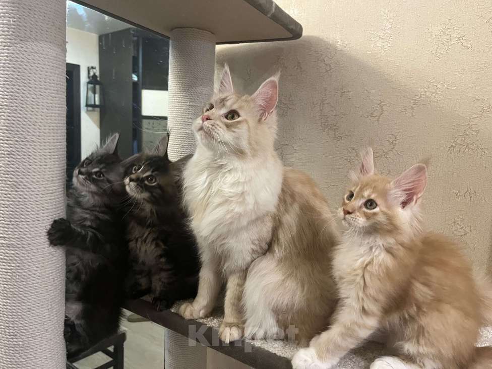 Кошки в Томске: Резервирование котят от титулованных родителей Девочка, 40 000 руб. - фото 2