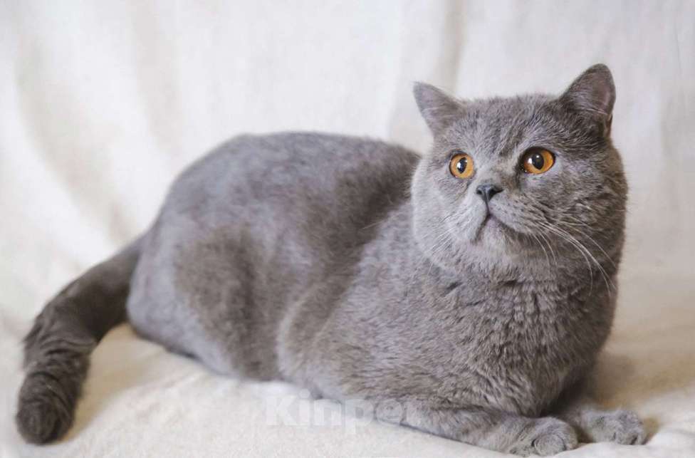 Кошки в Москве: Ищет дом ласковый котик Мальчик, Бесплатно - фото 2